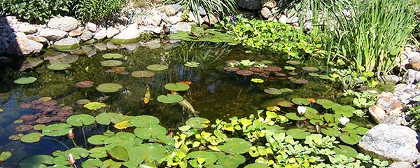 Heartland Gardens of Omaha Pond Supplies